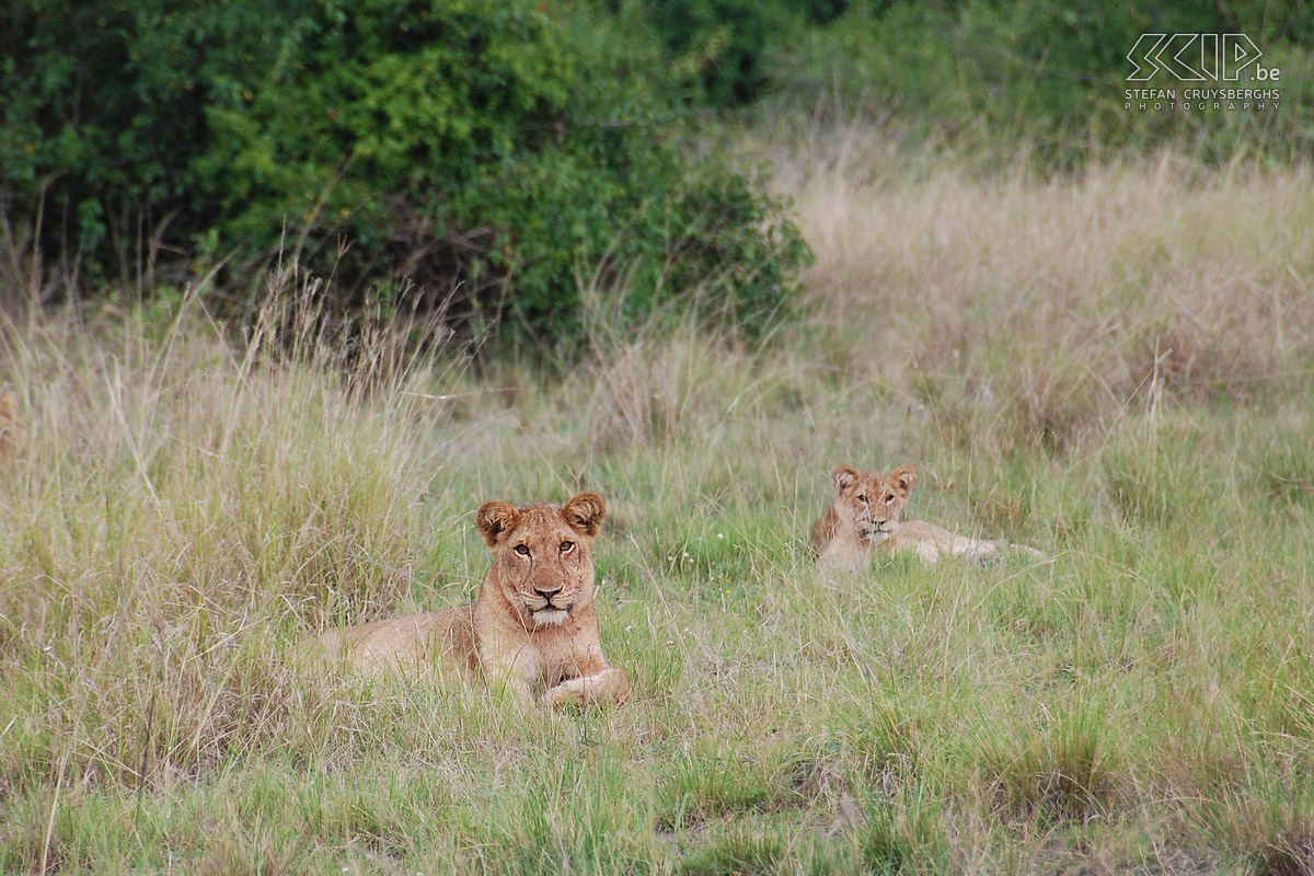 Queen Elizabeth - Lions Just before sunset we go on a game drive and are lucky enough to see a few lions with their cubs. As a matter of fact they were the only lions we saw in Uganda. Stefan Cruysberghs